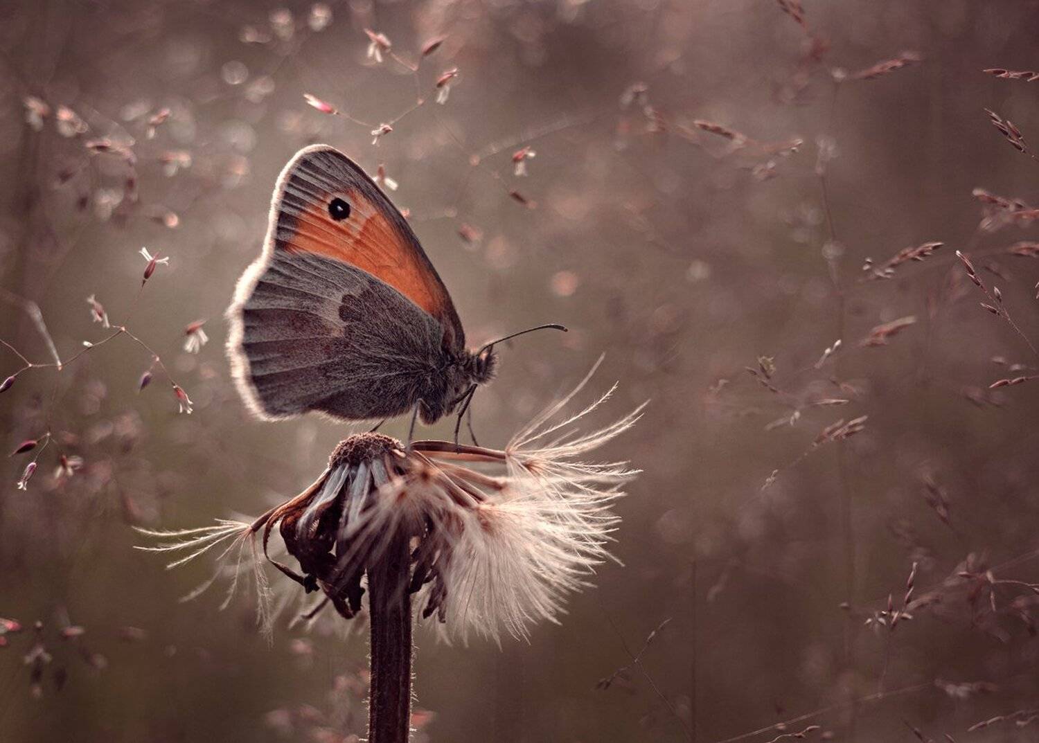 , Баранов Олег