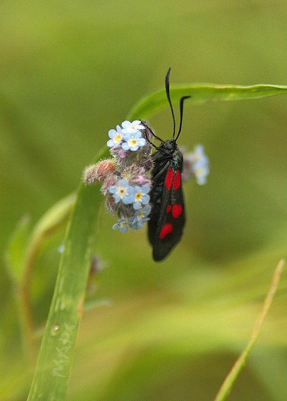 животные насекомые пестрянка таволговая Пестрянка таволговая фото превью