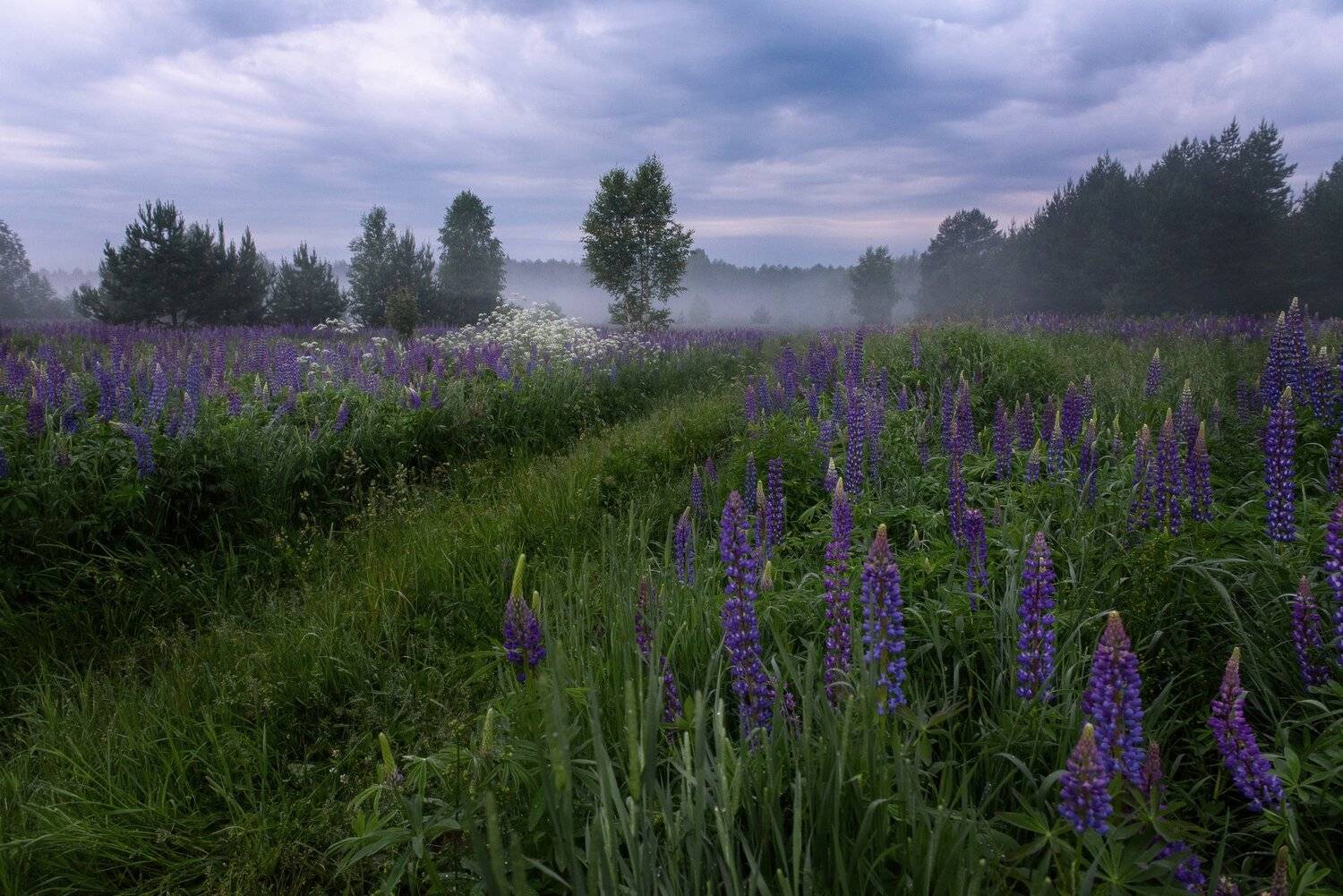 , Андрей Грибов