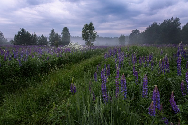 Люпиновый вечер фото превью