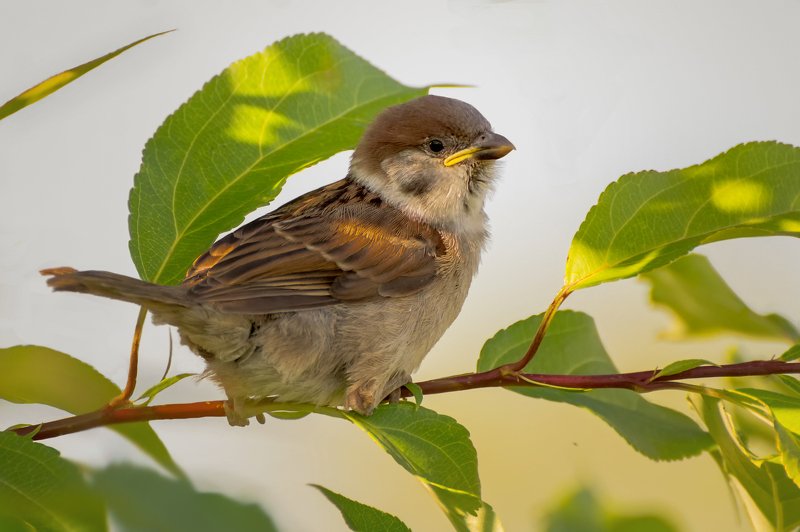 птица, птенец, желторотик, воробушек, желторотик.. фото превью
