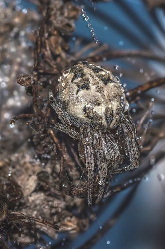 Маскировщик