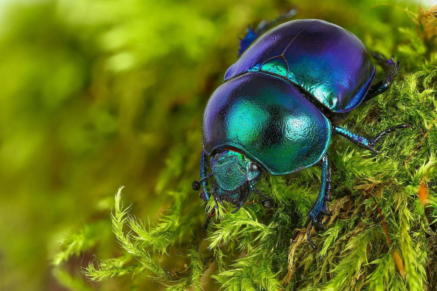 жук,макро,природа,усы,цвет,глаза,синий,зеленый, Андрей Шаповалов