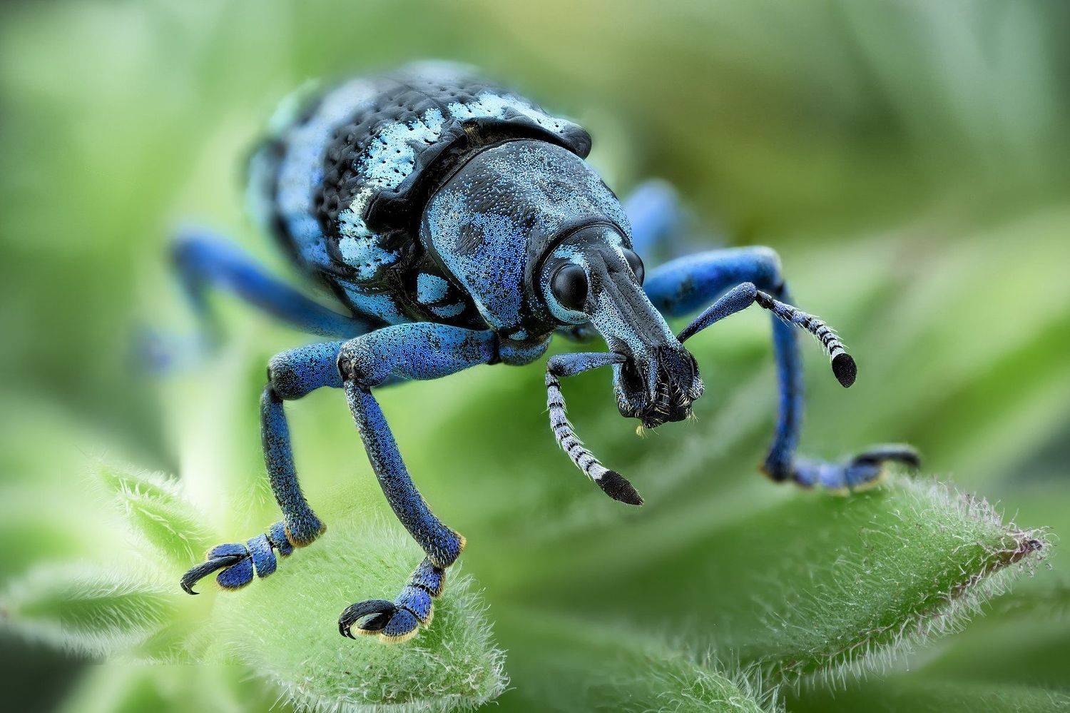 macro, Ruperez Javier