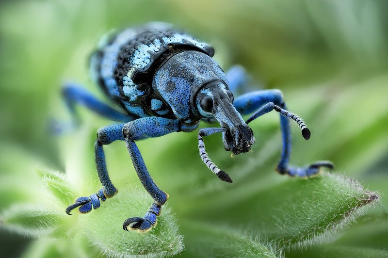 macro Eupholus lineii фото превью