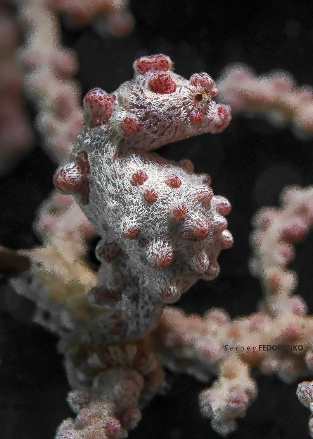 , Сергей Федоренко