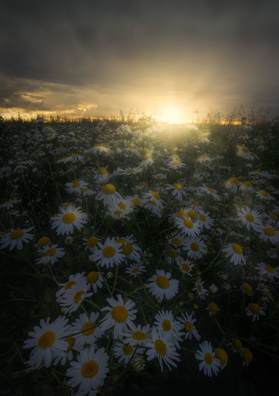 Summer sunset фото превью