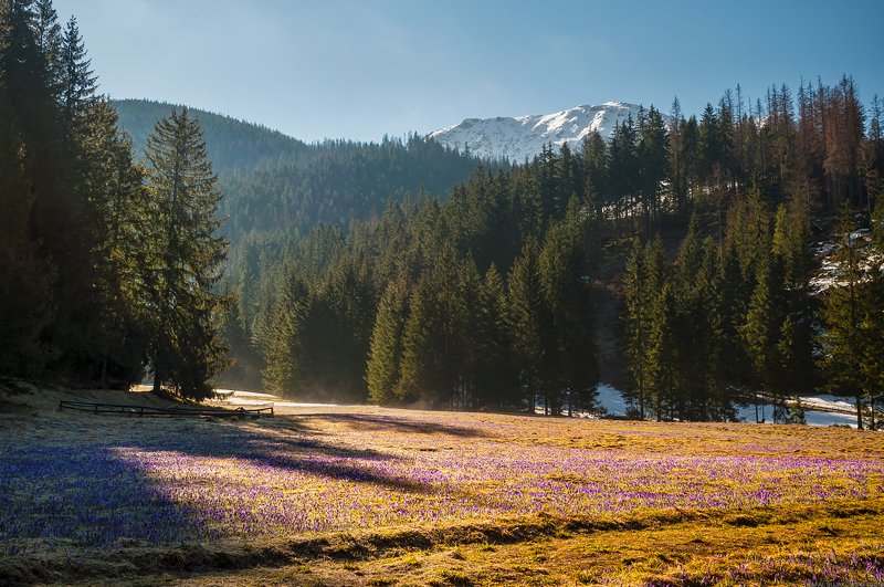 #landscape #panoramic #photo #nikon #poland #adventure #sunrise #mountains #outdoors #nature #tree  #snow #light Chocholowska Valley фото превью