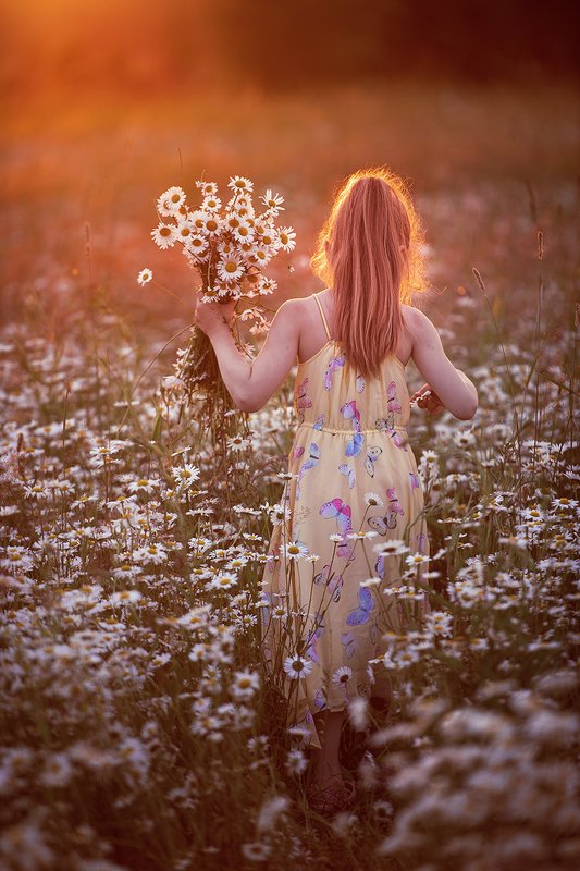 Ромашковое поле фото превью