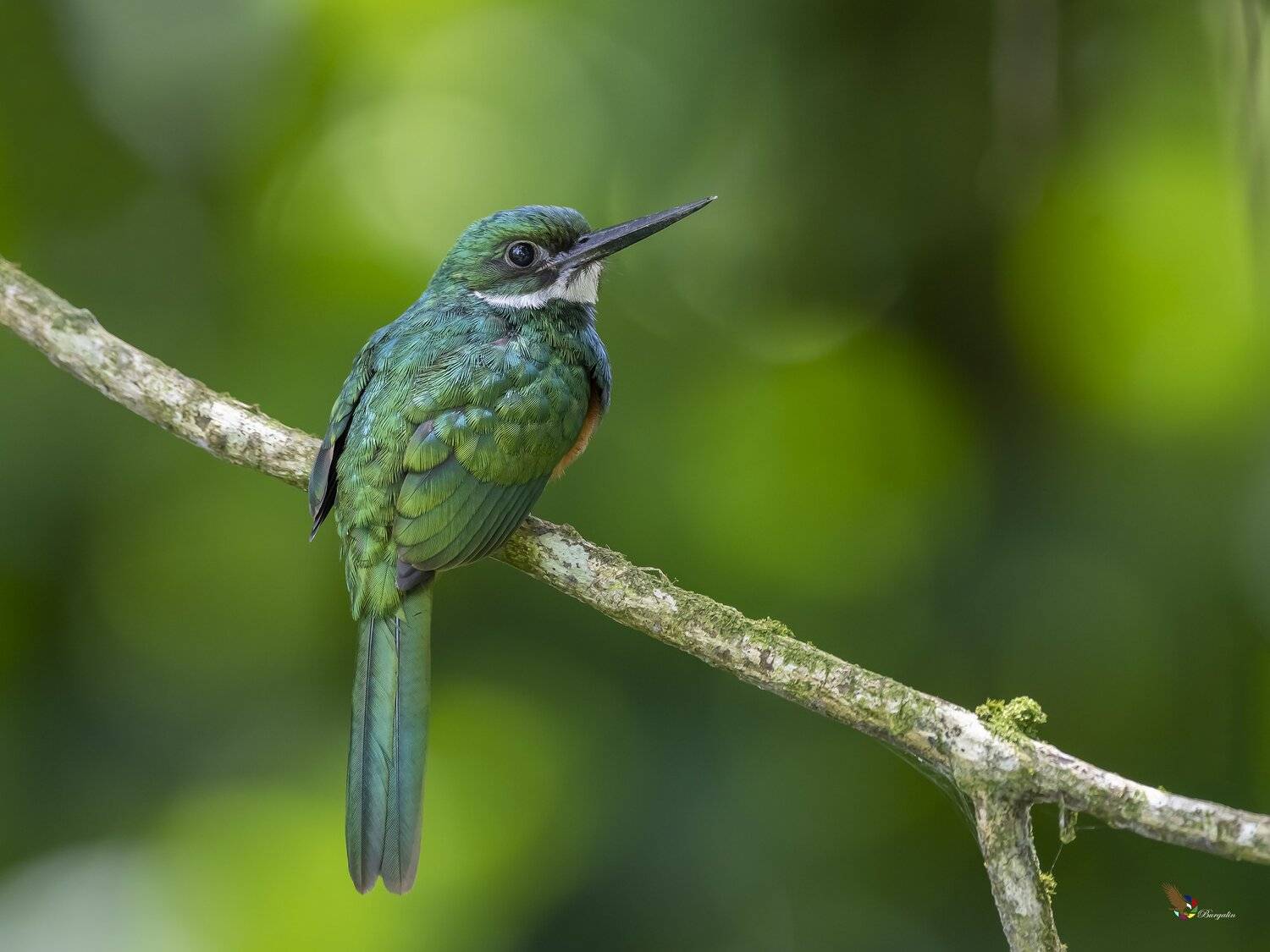 , Fernando Burgalin Sequeira