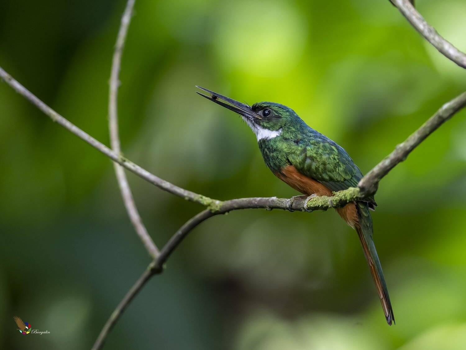 , Fernando Burgalin Sequeira