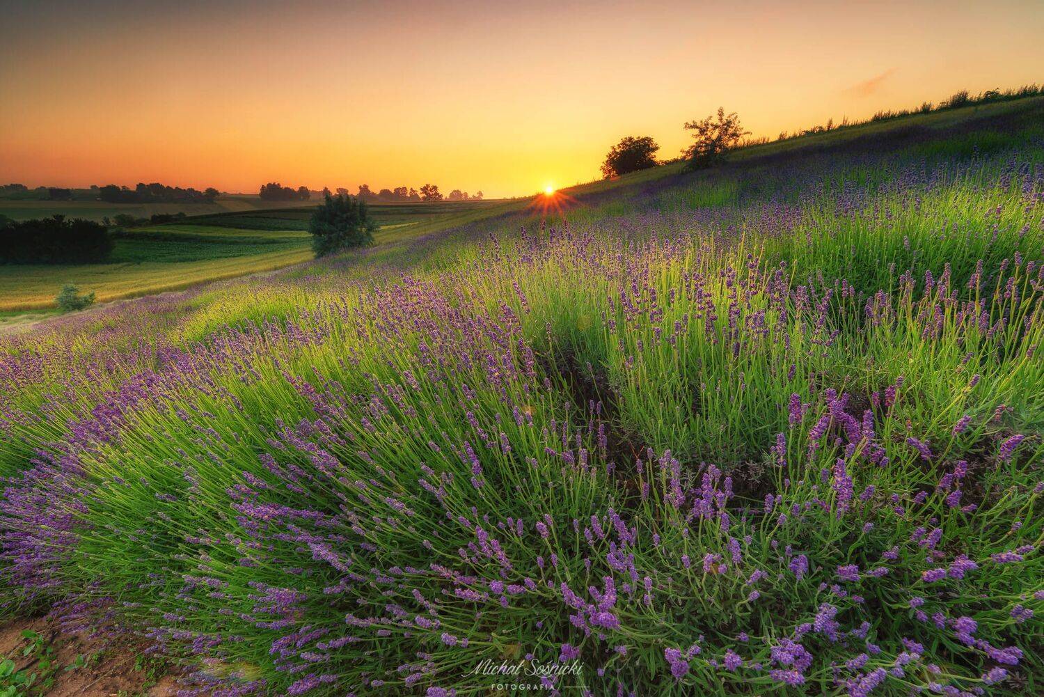 #poland #foggy #sunrise #mountains #landscape #photo #amazing #nature #flowers #lavender, Michał Sośnicki