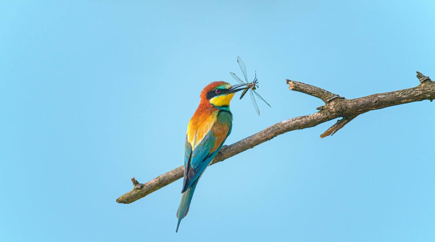 , Alexander Plekhanov