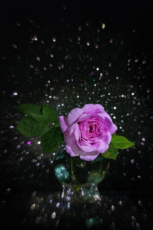 helios-44m, manual lens, мануальная оптика, beautiful, красивый, moment, момент, summer, лето, летний, still life, натюрморт, bokeh, боке, flower, цветок, pink, розовая, tea-rose, чайная, rose, роза, Летним вечером в нашей галактике... фото превью