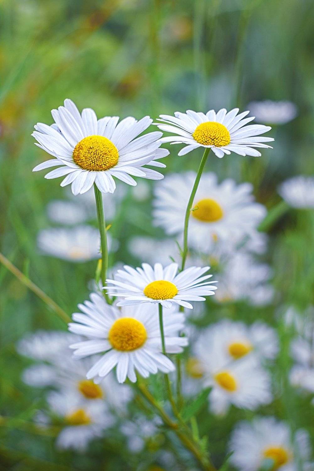 helios-44m, manual lens, мануальная оптика, beautiful, красивый, moment, момент, nature, природа, summer, лето, летния, flowers, цветы, #white #белая chamomile, ромашка,, Наталья Терентьева