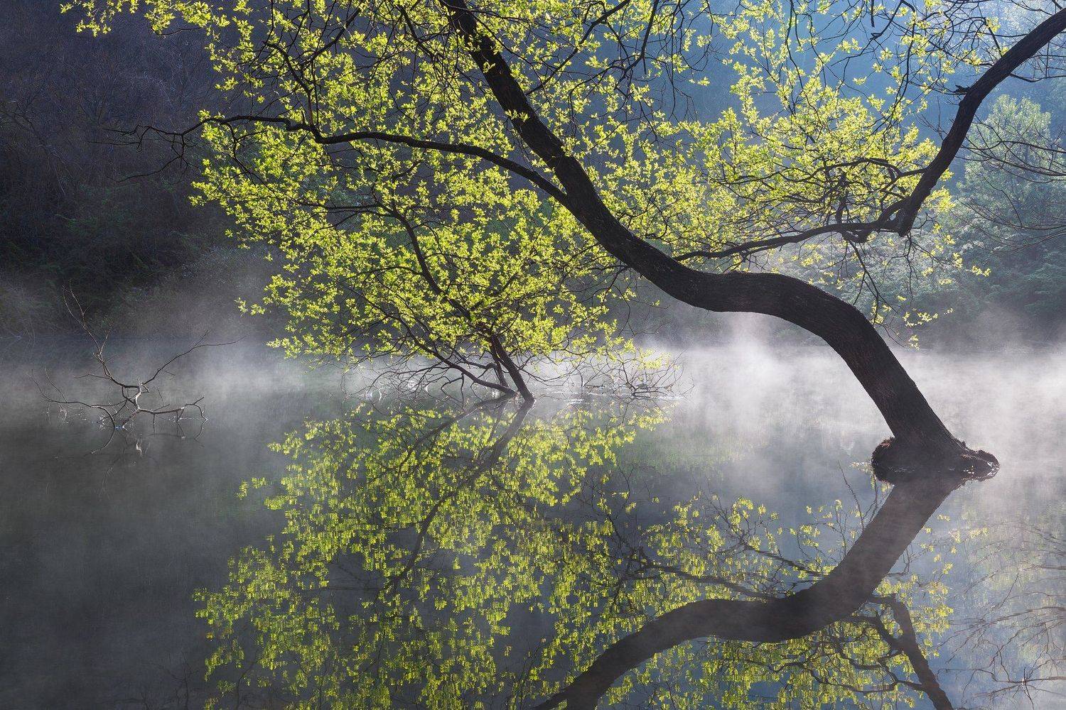 willow tree, spring, light, green, reflection, water, woods, Jaeyoun Ryu