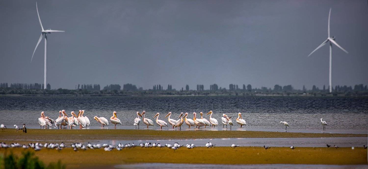 джарылгач, панорама, пейзаж, пеликаны, Игорь Квочка