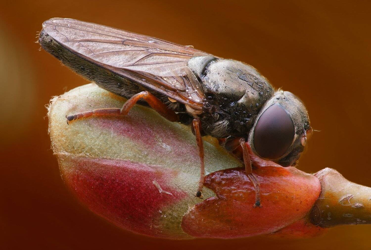 , Кузнецов Дмитрий