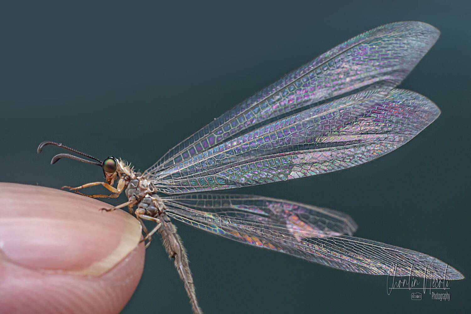 Myrmeleontidae, Neuroptera Myrmeleo, antlion lacewings, antlion lacewings, insect, fly, small, outdoor, nature, natural, macro, photo, stock, image, beauty, beautiful, garden, park, NeCoTi ChonTin
