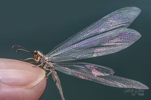 Myrmeleontidae in the garden