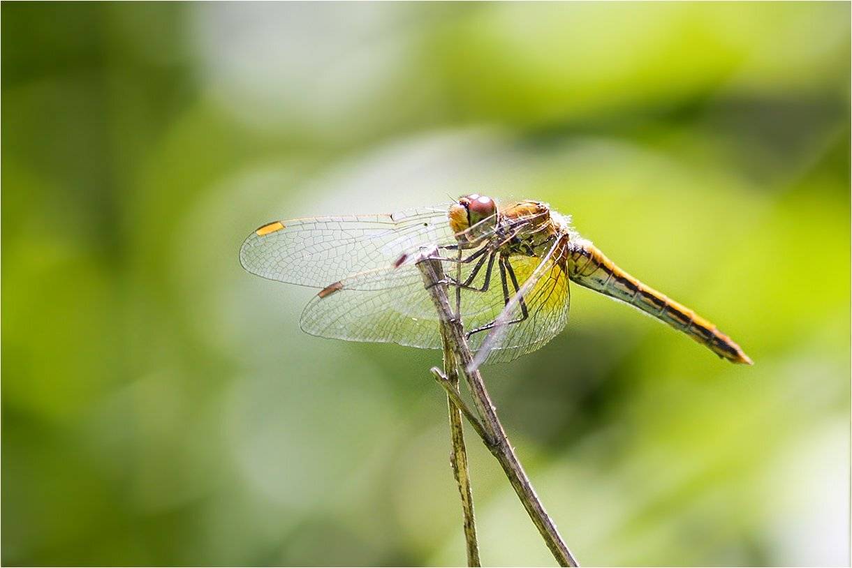 стрекоза, КарОл