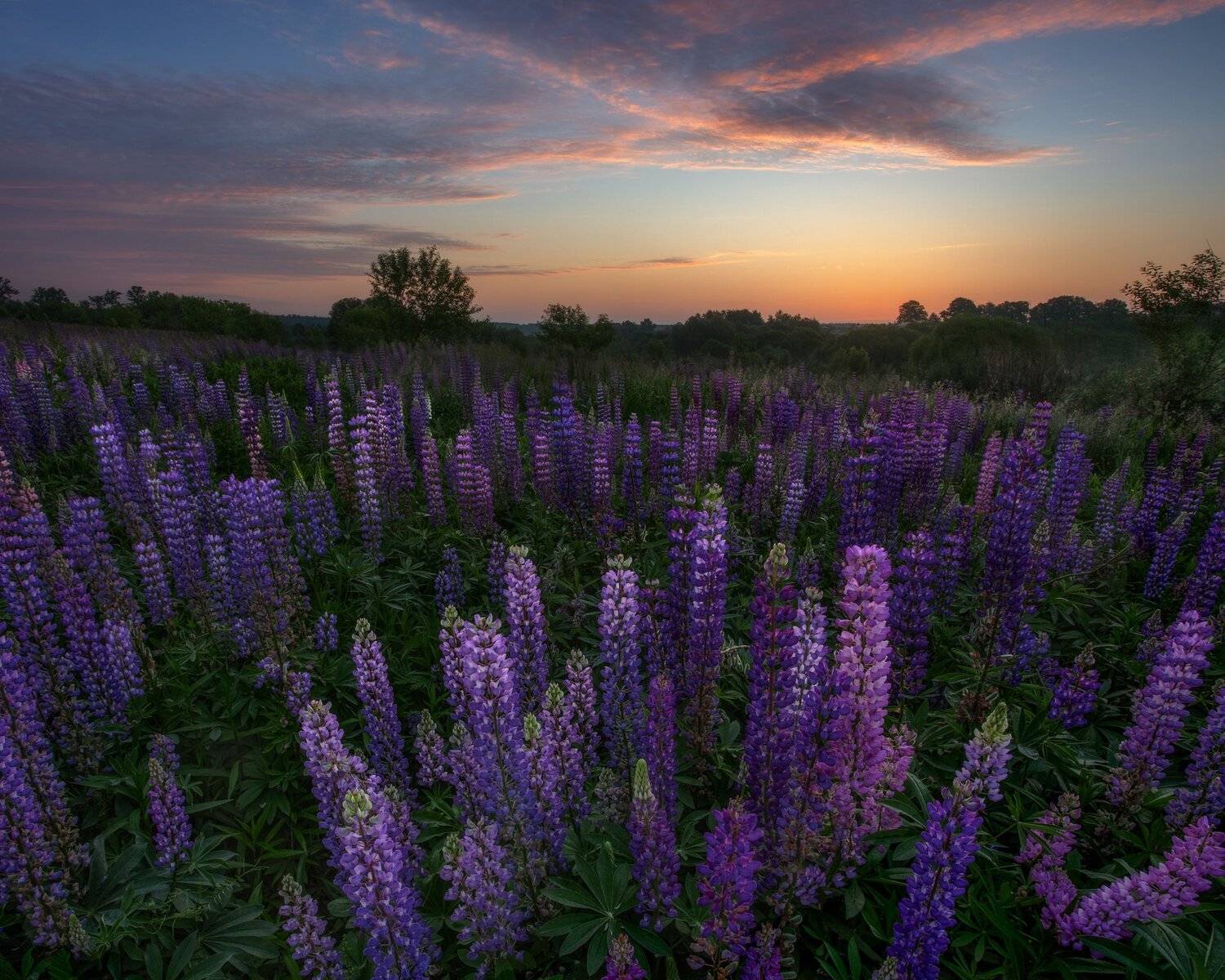 рассвет, люпины, цветы, пейзаж, природа, верторама, московская область, Мартыненко Дмитрий