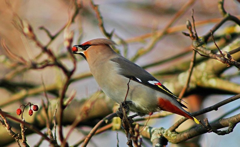 птицы,фото животных Свиристель на рябине. фото превью