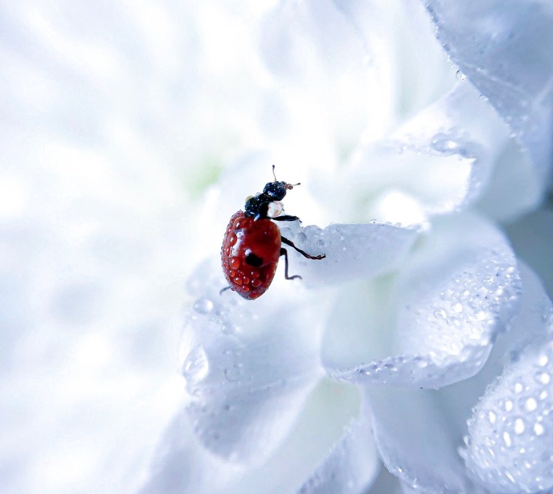 Ladybug фото превью