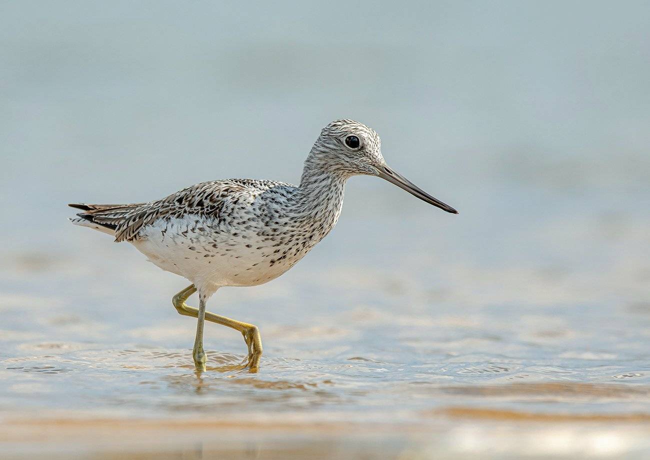 птицы,природа, лето, Андрей Киселёв