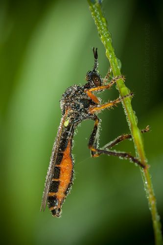The common red-legged robberfly (Dioctria rufipes) / Ястребиница (Dioctria rufipes) 
