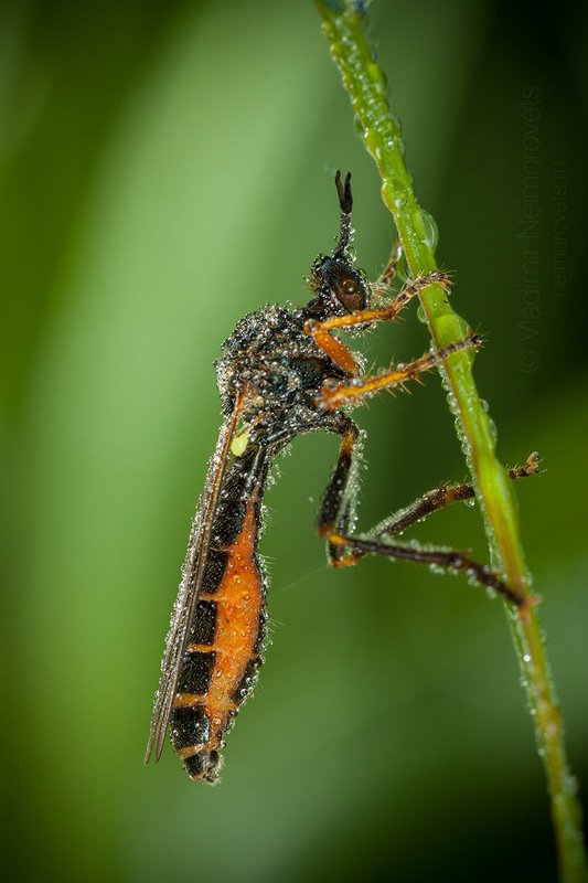 common red-legged robberfly, Dioctria rufipes, robber fly,  Asilidae, fly, morning, grass, dew, drops, Pudomyagi, Gatchina district, Leningrad Region, Russia The common red-legged robberfly (Dioctria rufipes) / Ястребиница (Dioctria rufipes)  фото превью