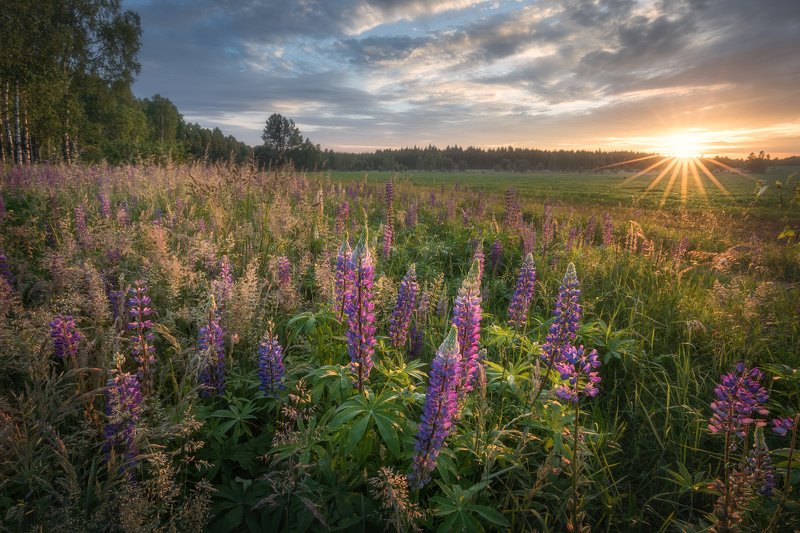 wildflower lupine sunrise sunstar sky clouds colours mood Podlasie Poland Fairytales from Podlasie... фото превью