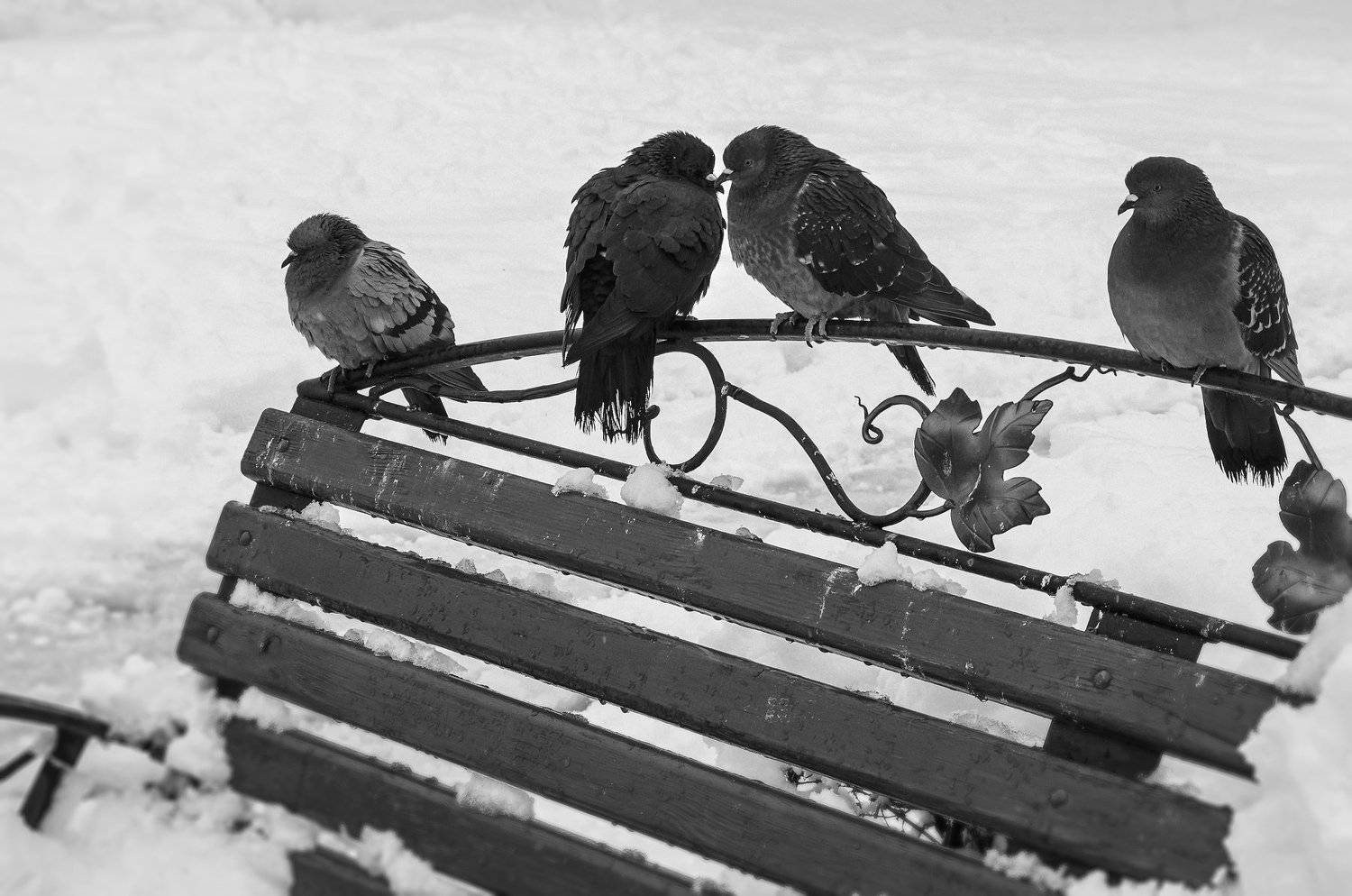 голуби,жизнь,голод,холод,зима,птицы,город, Владимир Володин