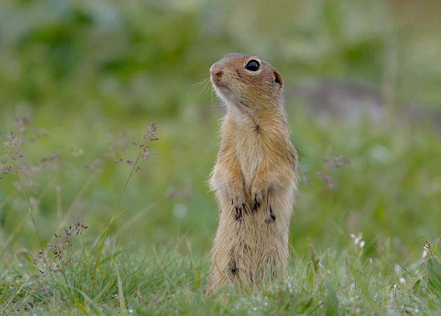, Красимир Георгиев
