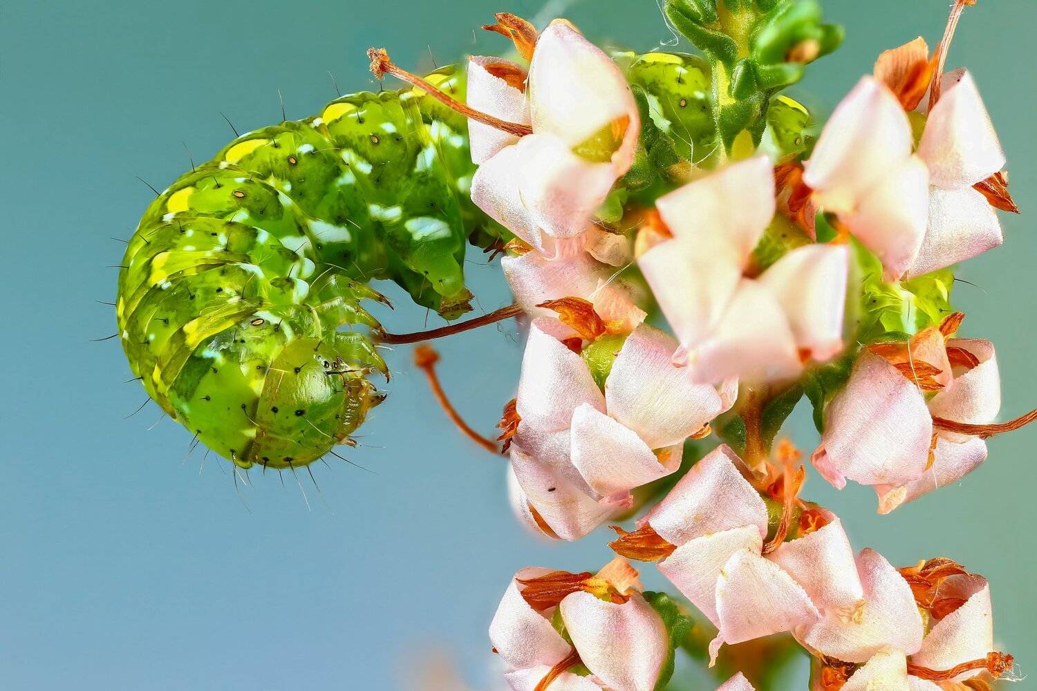 гусеница,макро,природа,цвет,синий,зеленый, Андрей Шаповалов