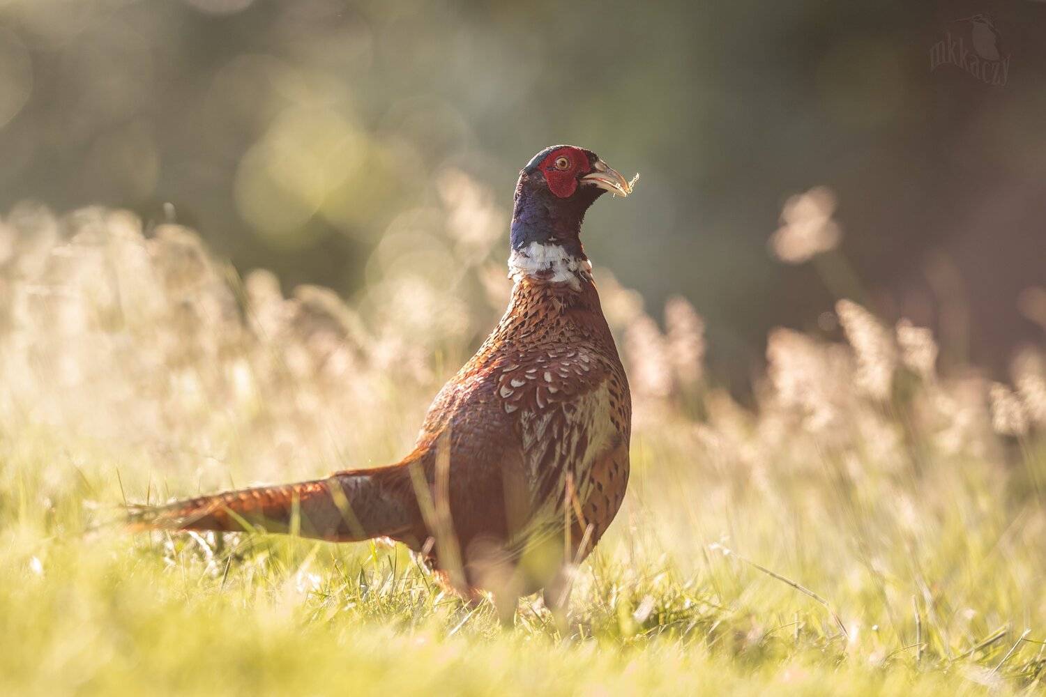 , Marcin Kaczmarkiewicz