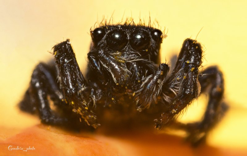 паук-скакун, природа, макро, красота, пауки, фауна Портрет фото превью