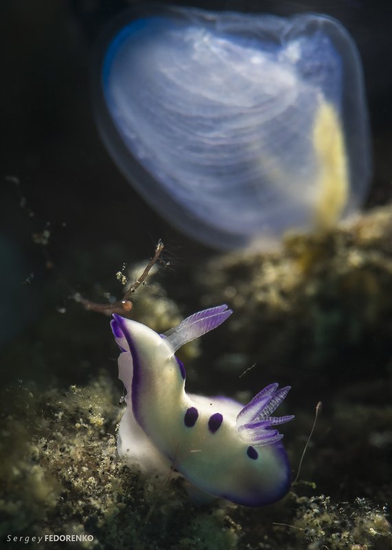 фото превью