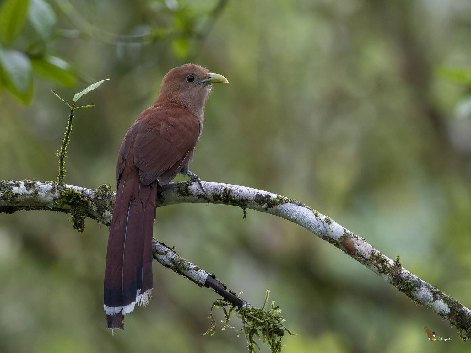 , Fernando Burgalin Sequeira
