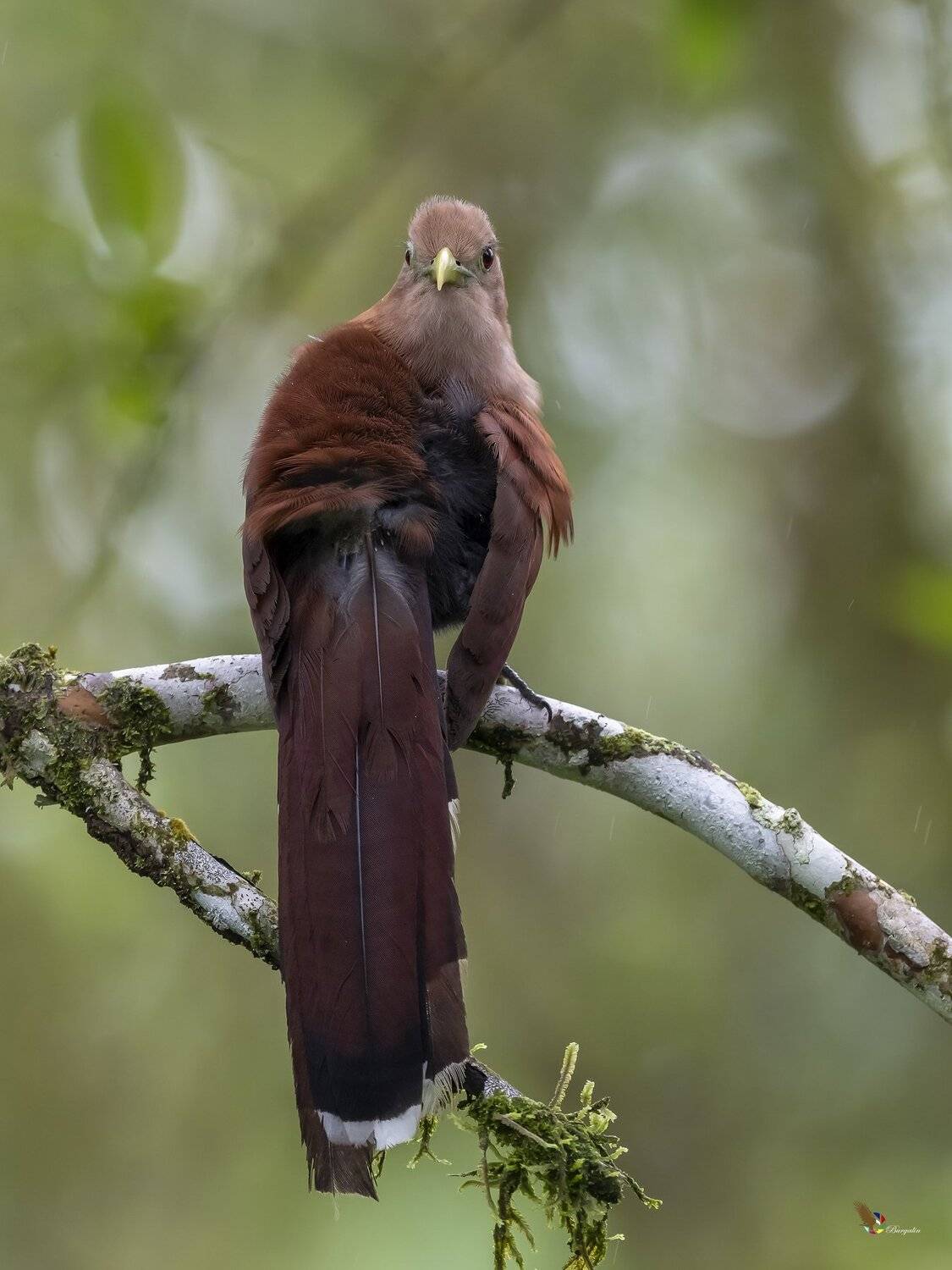 , Fernando Burgalin Sequeira