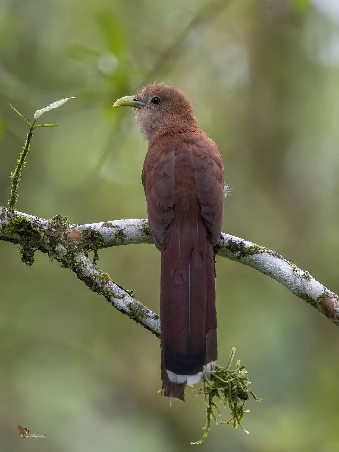 , Fernando Burgalin Sequeira