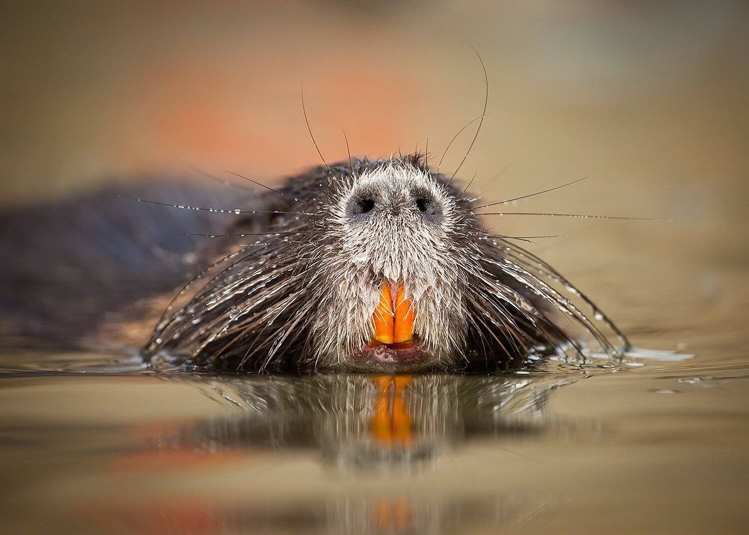 , Robert Adamec