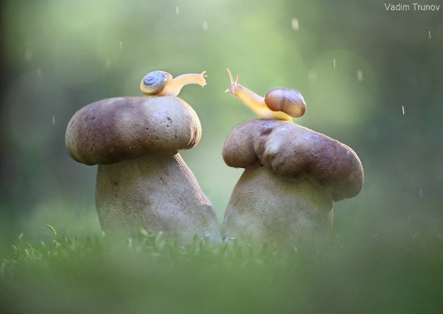 улитка, белый гриб,  макро, Вадим Трунов