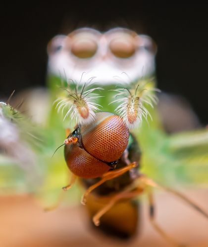 Epeus flavobilineatus with a kil