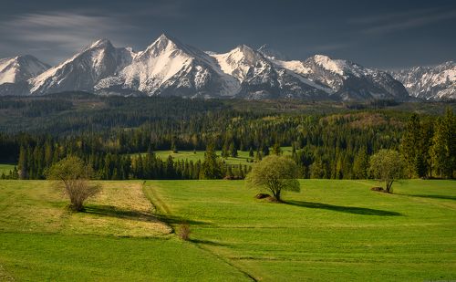 Three Trees