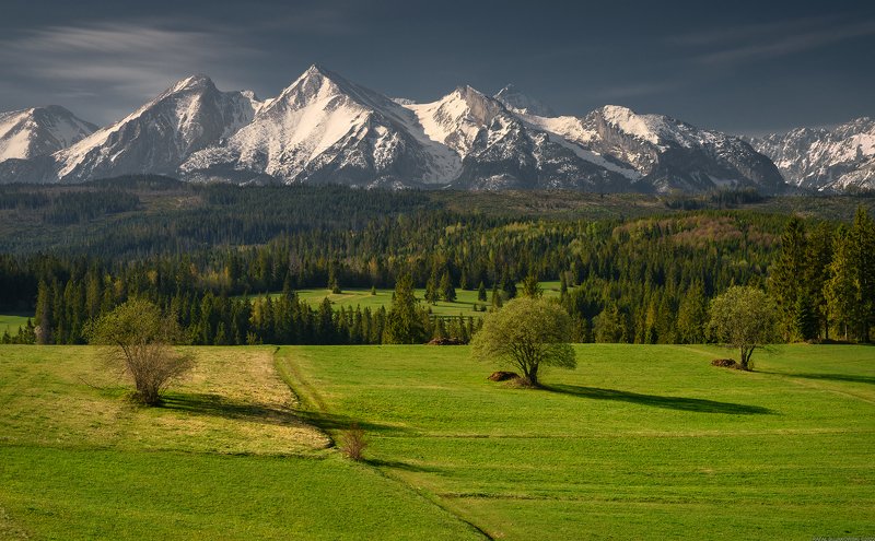 #landscape #panoramic #photo #nikon #poland #adventure #sunrise #mountains #outdoors #nature #tree #meadow #forest #snow Three Trees фото превью