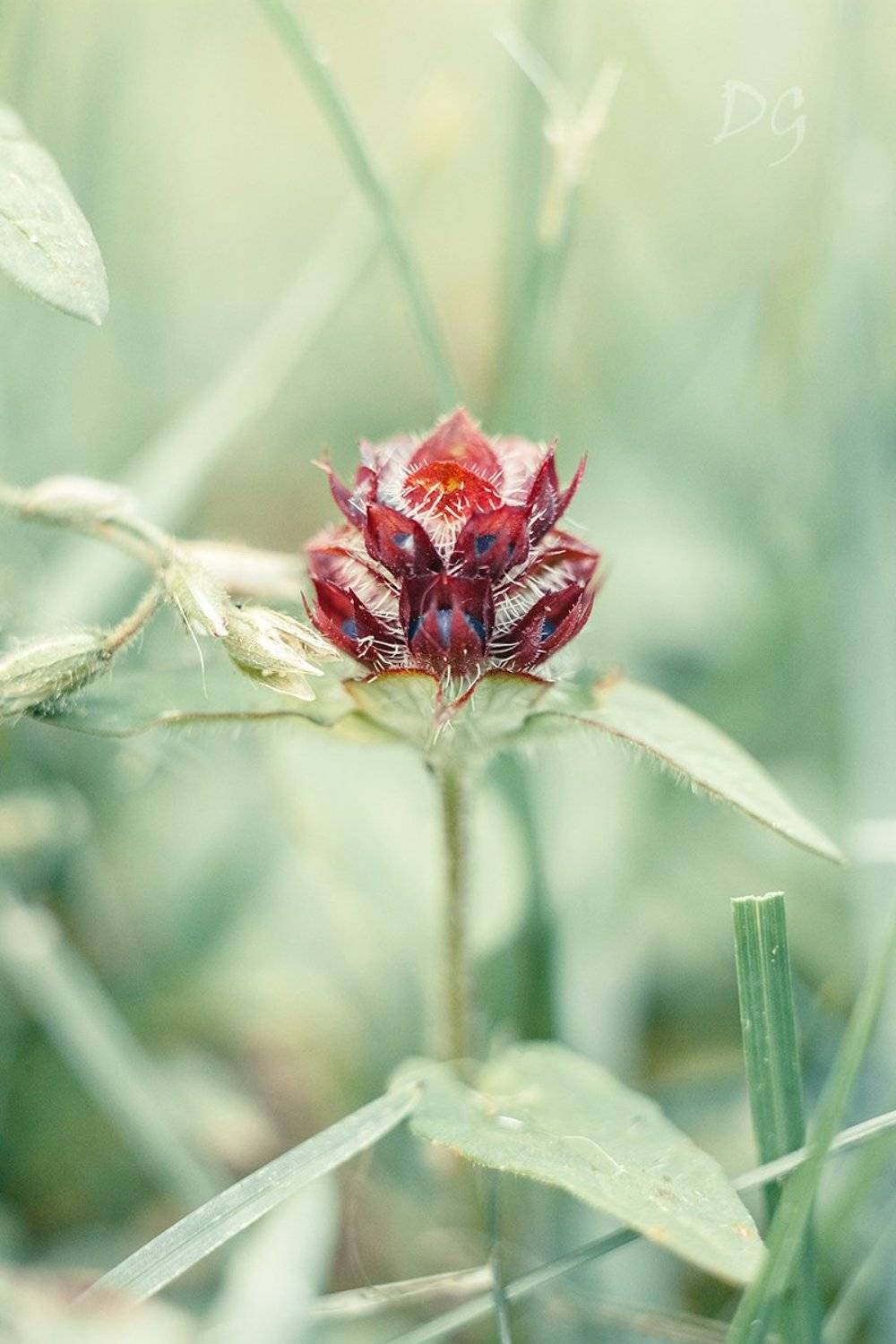 макро, цветок, природа, растение, макромир, максросъёмка, лето, цвет, Дмитрий Гусалов