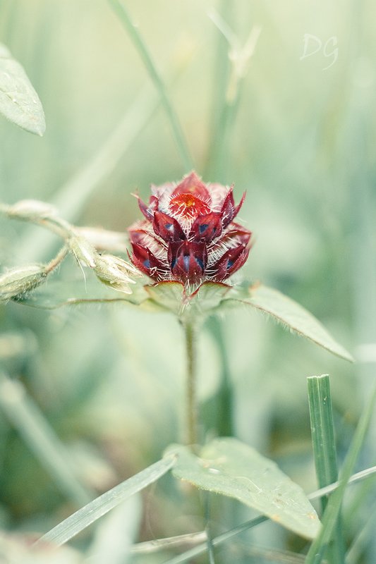 макро, цветок, природа, растение, макромир, максросъёмка, лето, цвет Цветочная голова фото превью