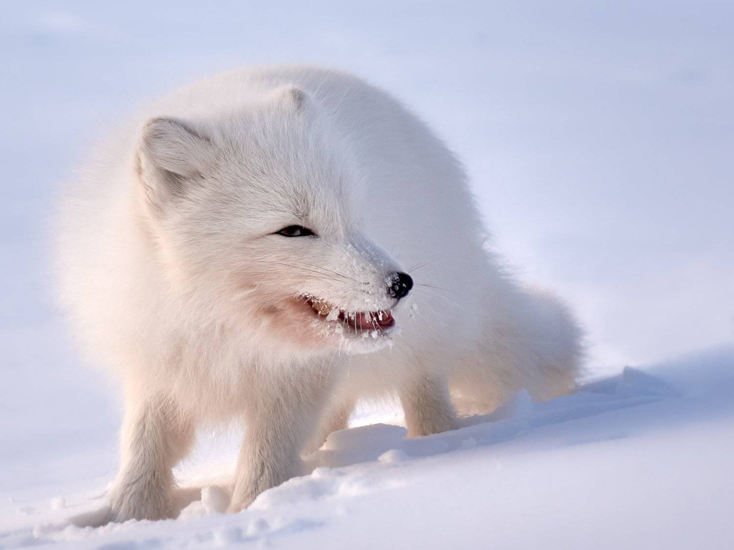 полярный лис, тундра, заполярье, зима, песец, Николай Купченко