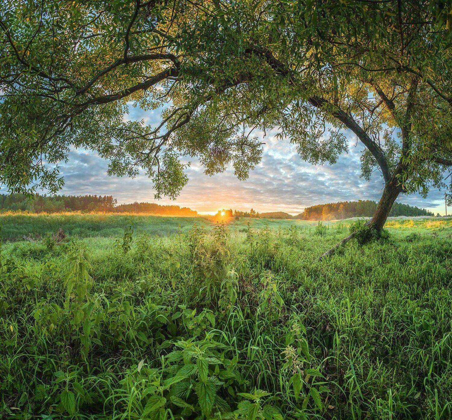 , Николай Андреев